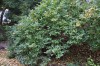 2793?width=100&height=80&name=lonicera-a