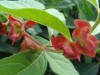 2794?width=100&height=80&name=lonicera-i