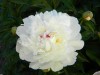 279?width=100&height=80&name=paeonia-lac