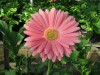 27?width=100&height=80&name=gerbera-jame