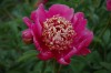 281?width=100&height=80&name=paeonia-lac