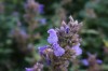 2820?width=100&height=80&name=nepeta-gra