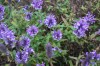 2821?width=100&height=80&name=nepeta-ner