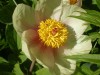 2825?width=100&height=80&name=paeonia-la