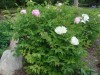 2826?width=100&height=80&name=paeonia-su