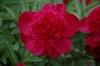 283?width=100&height=80&name=paeonia-lac