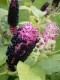 2841?width=100&height=80&name=phytolacca