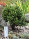 2842?width=100&height=80&name=picea-abie