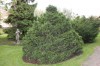 2844?width=100&height=80&name=picea-abie