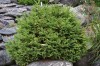 2846?width=100&height=80&name=picea-abie