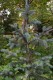 2847?width=100&height=80&name=picea-enge