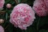 284?width=100&height=80&name=paeonia-lac