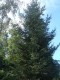 2850?width=100&height=80&name=picea-obov