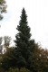 2851?width=100&height=80&name=picea-omor