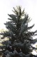 2852?width=100&height=80&name=picea-pung