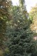 2854?width=100&height=80&name=picea-schr