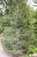 2855?width=100&height=80&name=picea-sitc