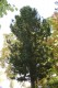 2859?width=100&height=80&name=pinus-cemb