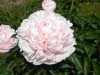 285?width=100&height=80&name=paeonia-lac