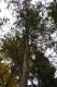 2864?width=100&height=80&name=pinus-sylv