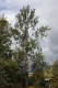 2868?width=100&height=80&name=populus-x-