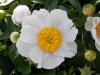 286?width=100&height=80&name=paeonia-lac