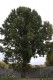 2879?width=100&height=80&name=quercus-ma