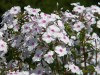 287?width=100&height=80&name=phlox-macul