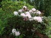 2888?width=100&height=80&name=rhododendr