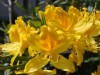 2889?width=100&height=80&name=rhododendr