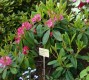 2892?width=100&height=80&name=rhododendr