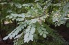 2894?width=100&height=80&name=robinia-lu