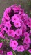 289?width=100&height=80&name=phlox-panic