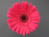 28?width=100&height=80&name=gerbera-jame