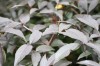 2908?width=100&height=80&name=sambucus-n