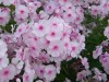 290?width=100&height=80&name=phlox-panic