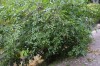 2910?width=100&height=80&name=sambucus-n