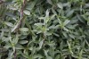 2911?width=100&height=80&name=saponaria-