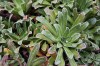 2912?width=100&height=80&name=saxifraga-