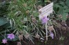 2913?width=100&height=80&name=scabiosa-g