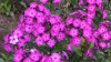 291?width=100&height=80&name=phlox-panic