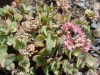 2920?width=100&height=80&name=sedum-ewer