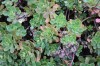 2921?width=100&height=80&name=sedum-flor