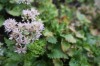 2923?width=100&height=80&name=sedum-popu