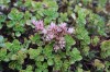 2925?width=100&height=80&name=sedum-spur