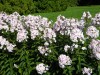 292?width=100&height=80&name=phlox-panic