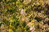 2931?width=100&height=80&name=solidago-c