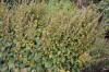 2932?width=100&height=80&name=solidago-f