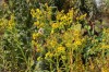 2933?width=100&height=80&name=solidago-r