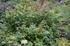 2937?width=100&height=80&name=spiraea-be